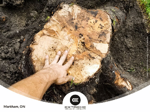 Small junk tree removal, fallen wood branches & storm clean up