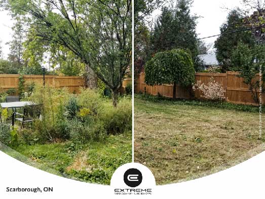 Vacant Overgrown grass, long weeds backyard cleanup